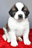 amber, a female Saint Bernard for sale in Sugarcreek, OH – Photo 5 of 7