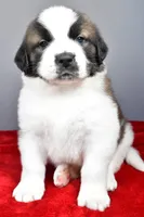 amber, a female Saint Bernard for sale in Sugarcreek, OH – Photo 6 of 7