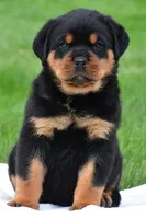 don, a male Rottweiler for sale in Sugarcreek, OH – 2 of 7