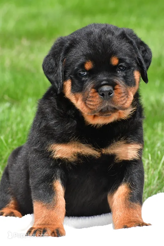 virginia – Rottweiler puppy for sale in Sugarcreek, OH