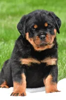virginia, a male Rottweiler for sale in Sugarcreek, OH – 1 of 6