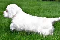 cj, a male Cocker Spaniel for sale in Sugarcreek, OH – 7 of 8
