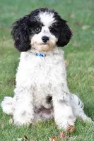 romeo, a male Cavapoo for sale in Sugarcreek, OH – 4 of 6