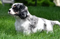 dillan, a male Cocker Spaniel for sale in Sugarcreek, OH – 7 of 8