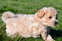 trey, a male Bichpoo for sale in Sugarcreek, OH – 4 of 7