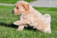 trey, a male Bichpoo for sale in Sugarcreek, OH – 7 of 7
