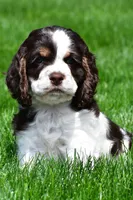 russell, a male Cocker Spaniel for sale in Sugarcreek, OH – 9 of 9