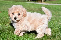 trey, a male Bichpoo for sale in Sugarcreek, OH – 3 of 7