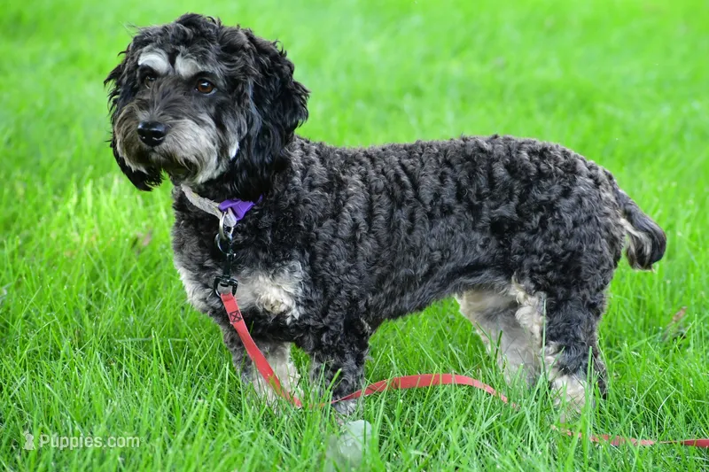 lulu potty trained – Cockapoo puppy for sale in Sugarcreek, OH