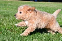 tanner, a male Bichpoo for sale in Sugarcreek, OH – 7 of 7