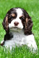 russell, a male Cocker Spaniel for sale in Sugarcreek, OH – 2 of 9