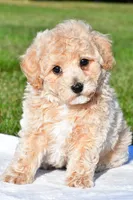 trey, a male Bichpoo for sale in Sugarcreek, OH – 1 of 7