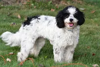 romeo, a male Cavapoo for sale in Sugarcreek, OH – 3 of 6