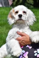cj, a male Cocker Spaniel for sale in Sugarcreek, OH – 4 of 8
