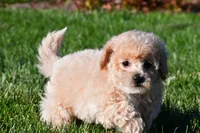 clint, a male Bichpoo for sale in Sugarcreek, OH – 5 of 5