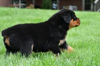 don, a male Rottweiler for sale in Sugarcreek, OH – 3 of 7