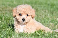mila, a female Bichpoo for sale in Sugarcreek, OH – 8 of 8
