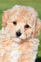 trey, a male Bichpoo for sale in Sugarcreek, OH – 2 of 7