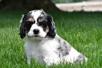 dillan, a male Cocker Spaniel for sale in Sugarcreek, OH – 3 of 8