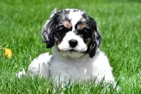 dillan, a male Cocker Spaniel for sale in Sugarcreek, OH – 5 of 8