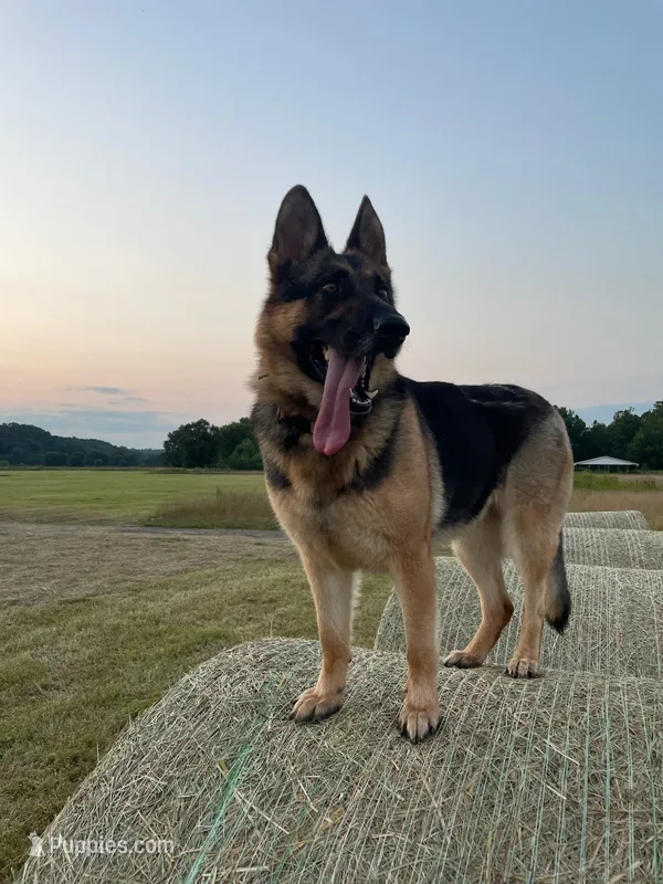 sky – German Shepherd Dog puppy for sale in Sugarcreek, OH