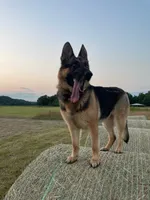 sky, a female German Shepherd Dog for sale in Sugarcreek, OH – 1 of 3
