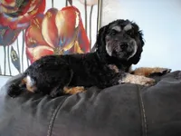 lulu potty trained, a female Cockapoo for sale in Sugarcreek, OH – 1 of 2