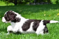 russell, a male Cocker Spaniel for sale in Sugarcreek, OH – 3 of 9
