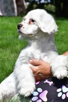 cj, a male Cocker Spaniel for sale in Sugarcreek, OH – 2 of 8
