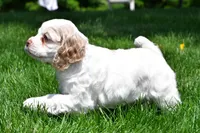 amber, a female Cocker Spaniel for sale in Sugarcreek, OH – 10 of 10