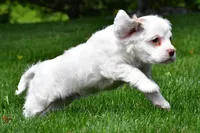 cj, a male Cocker Spaniel for sale in Sugarcreek, OH – 3 of 8