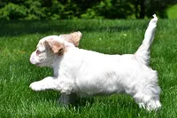 amber, a female Cocker Spaniel for sale in Sugarcreek, OH – 8 of 10