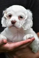 cj, a male Cocker Spaniel for sale in Sugarcreek, OH – 6 of 8