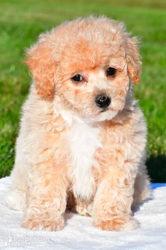 clint – Bichpoo puppy for sale in Sugarcreek, OH