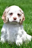 amber, a female Cocker Spaniel for sale in Sugarcreek, OH – 4 of 10