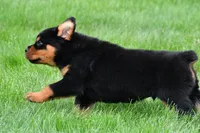 don, a male Rottweiler for sale in Sugarcreek, OH – 5 of 7