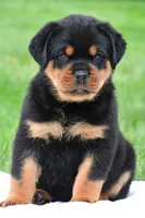 don, a male Rottweiler for sale in Sugarcreek, OH – 1 of 7