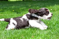 russell, a male Cocker Spaniel for sale in Sugarcreek, OH – 8 of 9