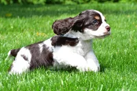 russell, a male Cocker Spaniel for sale in Sugarcreek, OH – 4 of 9