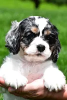 dillan, a male Cocker Spaniel for sale in Sugarcreek, OH – 2 of 8