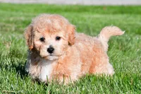 tanner, a male Bichpoo for sale in Sugarcreek, OH – 3 of 7