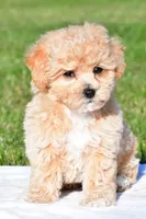 mila, a female Bichpoo for sale in Sugarcreek, OH – 1 of 8