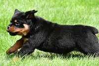 virginia, a male Rottweiler for sale in Sugarcreek, OH – 3 of 6