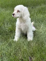 cj, a male Cocker Spaniel for sale in Sugarcreek, OH – 2 of 10