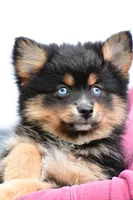 amellia, a male Pomsky for sale in Sugarcreek, OH – Photo 4 of 6