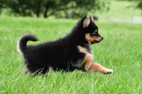 amellia, a male Pomsky for sale in Sugarcreek, OH – Photo 2 of 6