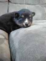 amellia, a male Pomsky for sale in Sugarcreek, OH – Photo 1 of 5