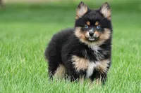 amellia, a male Pomsky for sale in Sugarcreek, OH – Photo 6 of 6