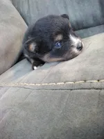 amellia, a male Pomsky for sale in Sugarcreek, OH – Photo 5 of 5