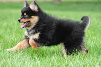 amellia, a male Pomsky for sale in Sugarcreek, OH – Photo 5 of 6